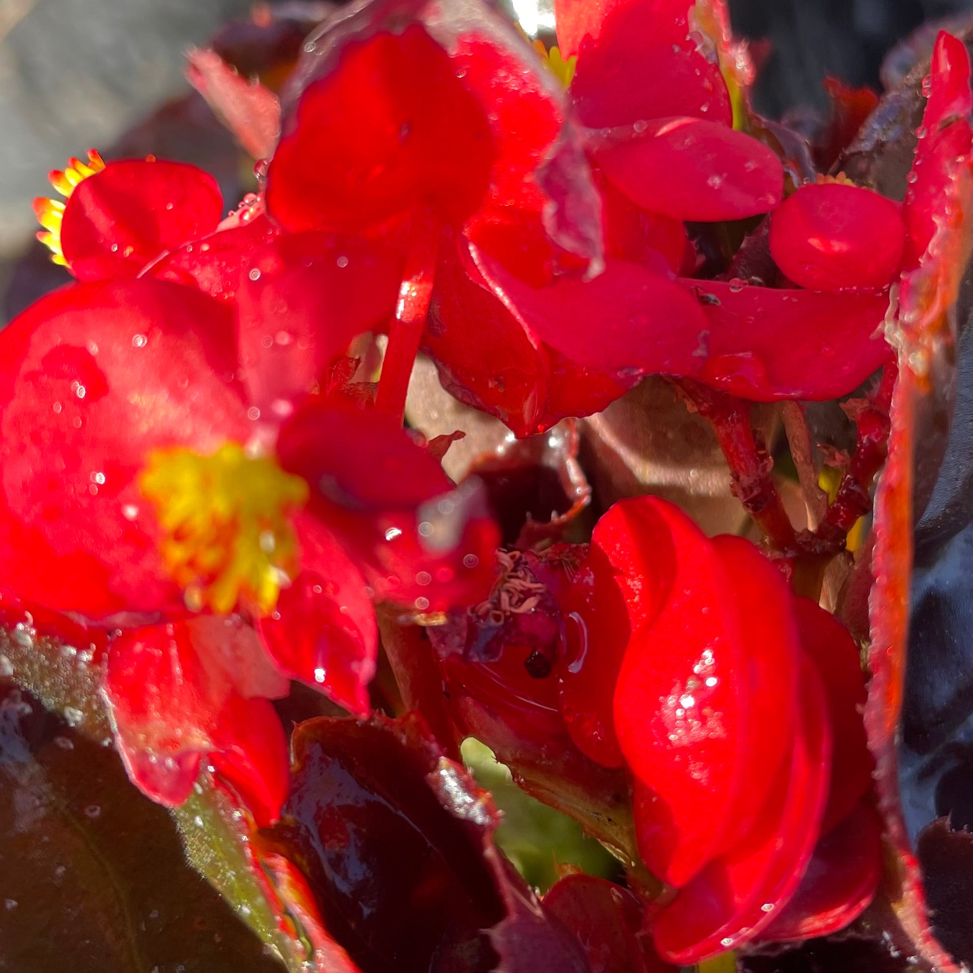 Begonia Dragon Wing Red | C&J Gardening Center