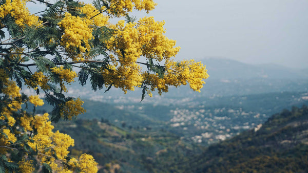 Mimosa in the Tanneron massif