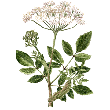 Herbarium angelica perfume