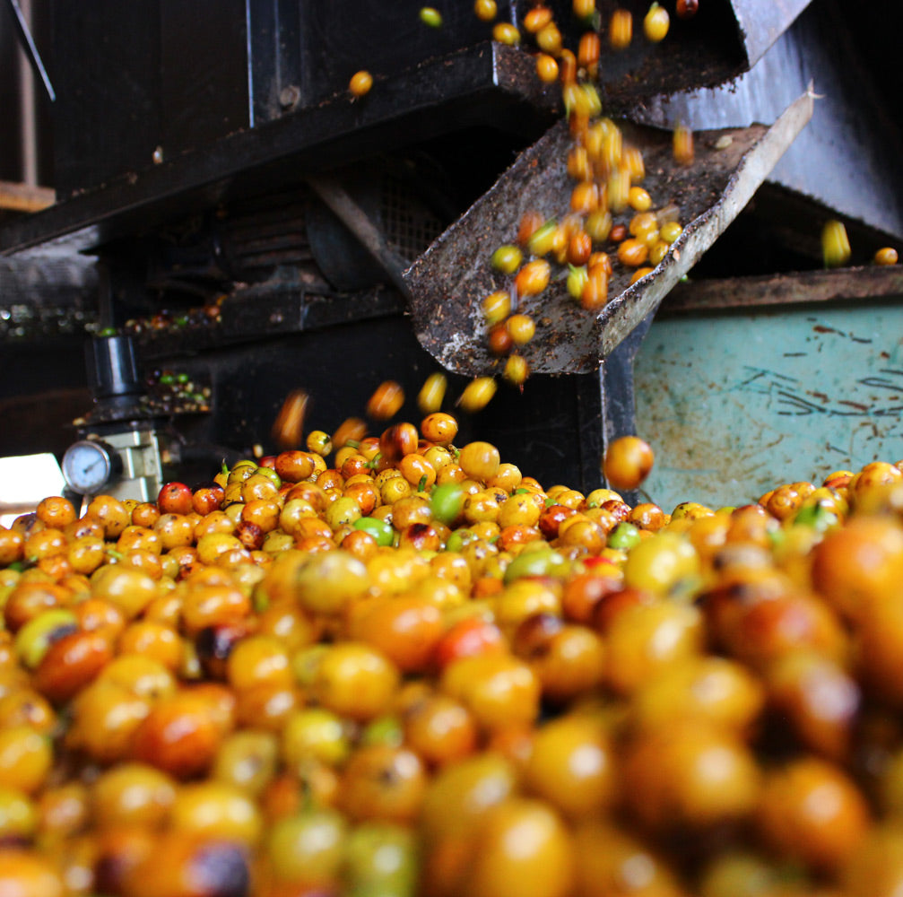 Kaffeebohne-Arten-Arabica-Robusta