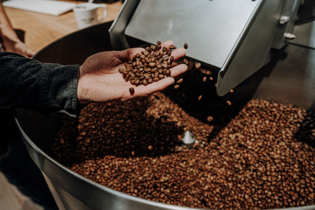 Robusta vs Arabica Kaffeebohne Unterschied