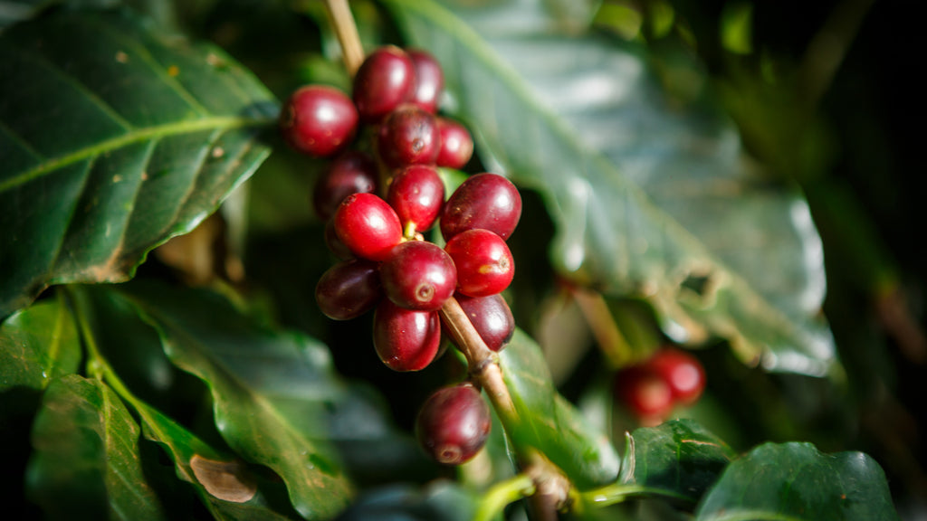 Arabica Kaffee aus Kolumbien