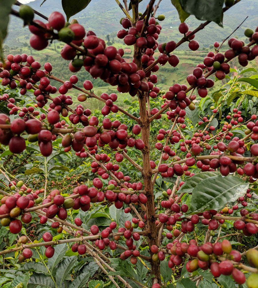 Kaffeekirschen-ruanda-biologischer-kaffee-directtrade