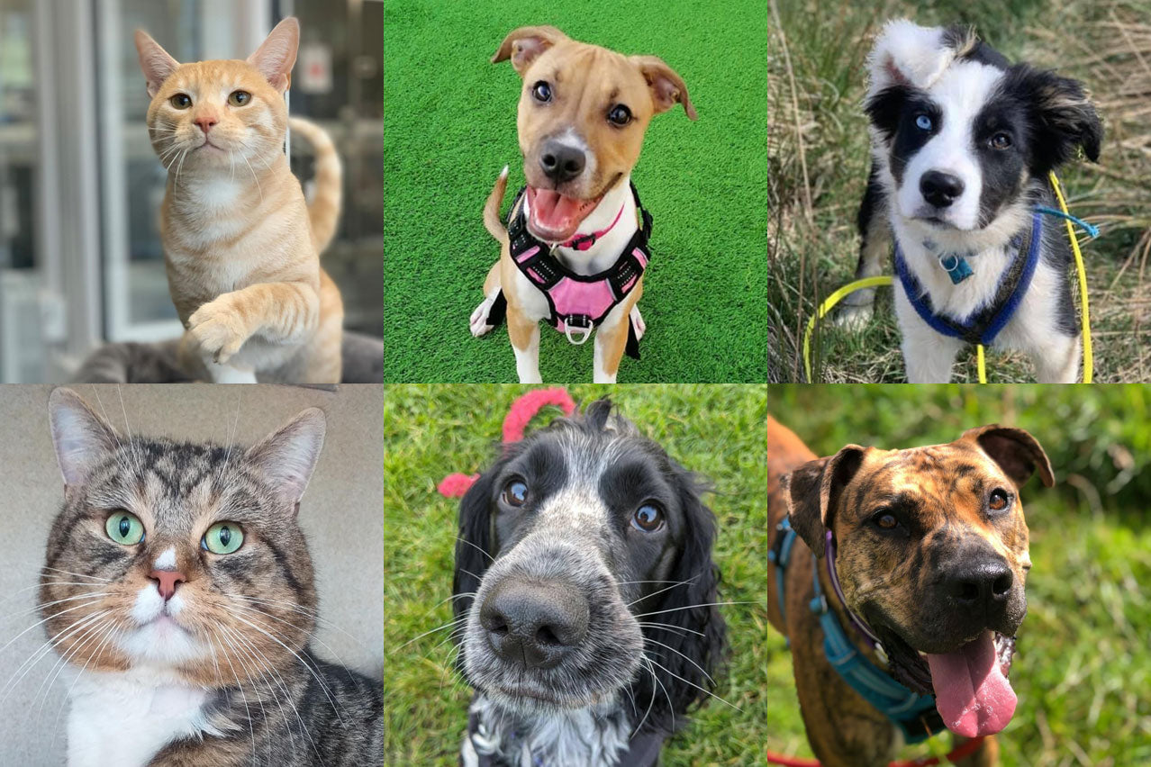 Some of the lucky dogs and cats that have found their forever home with the help of Edinburgh Dog & Cat Home
