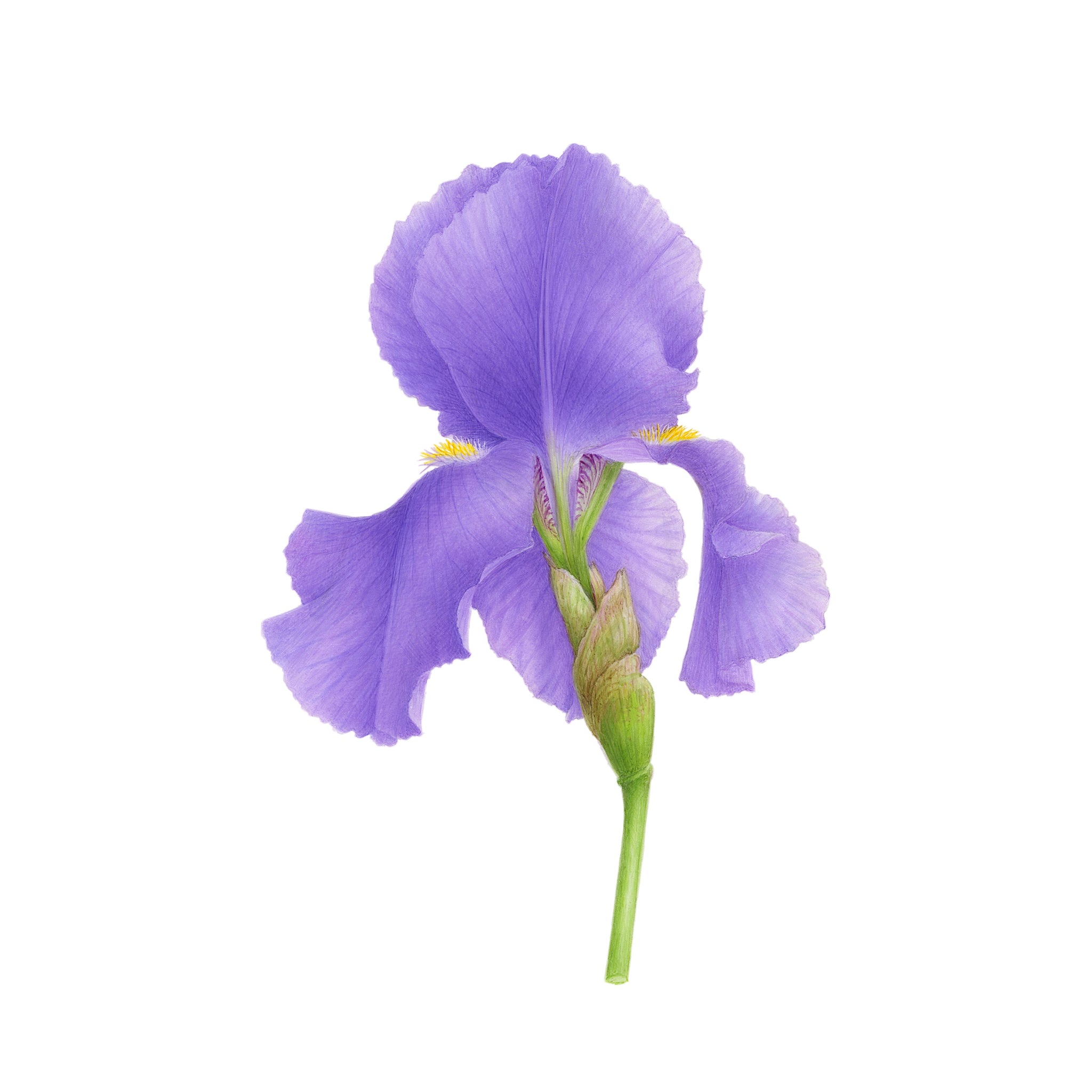 Mauve iris - VINCENT JEANNEROT. Botanical watercolor