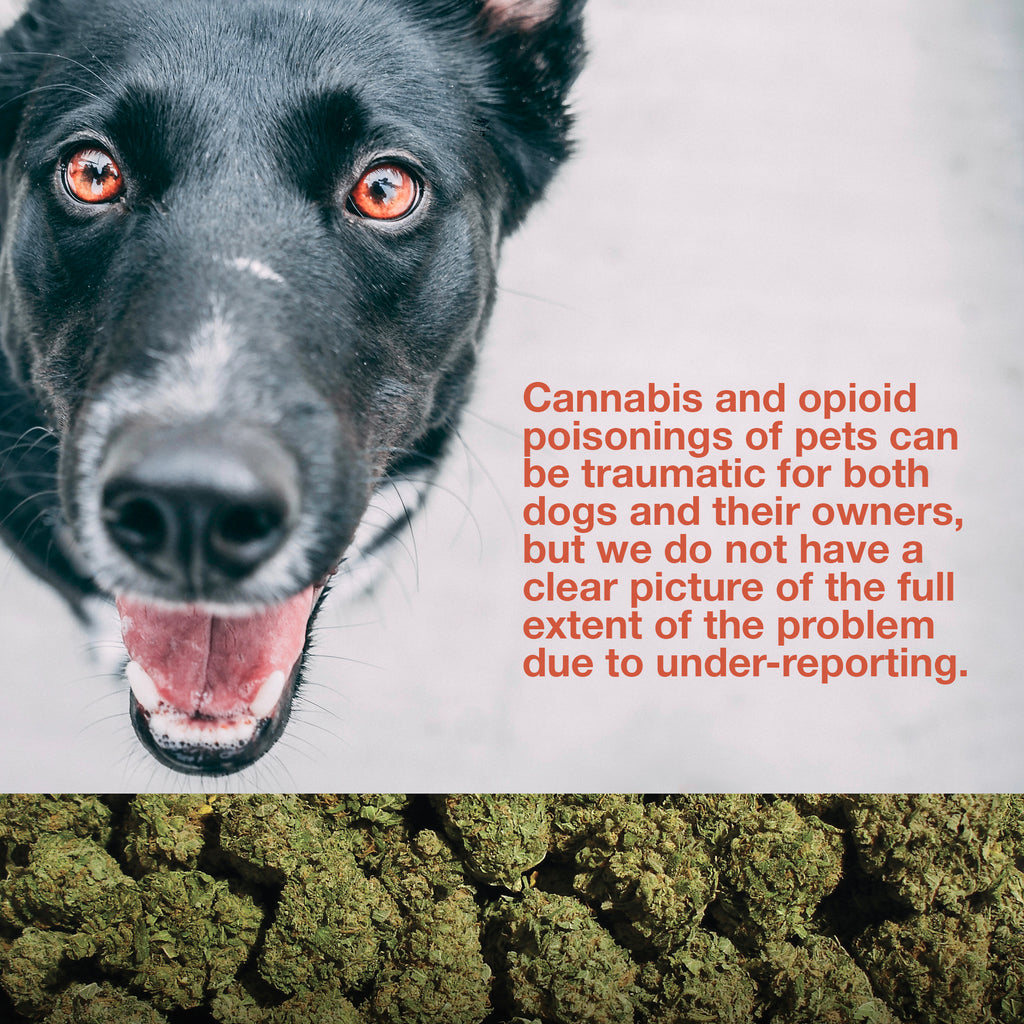 Heads Lifestyle: Dogs and cannabis 1