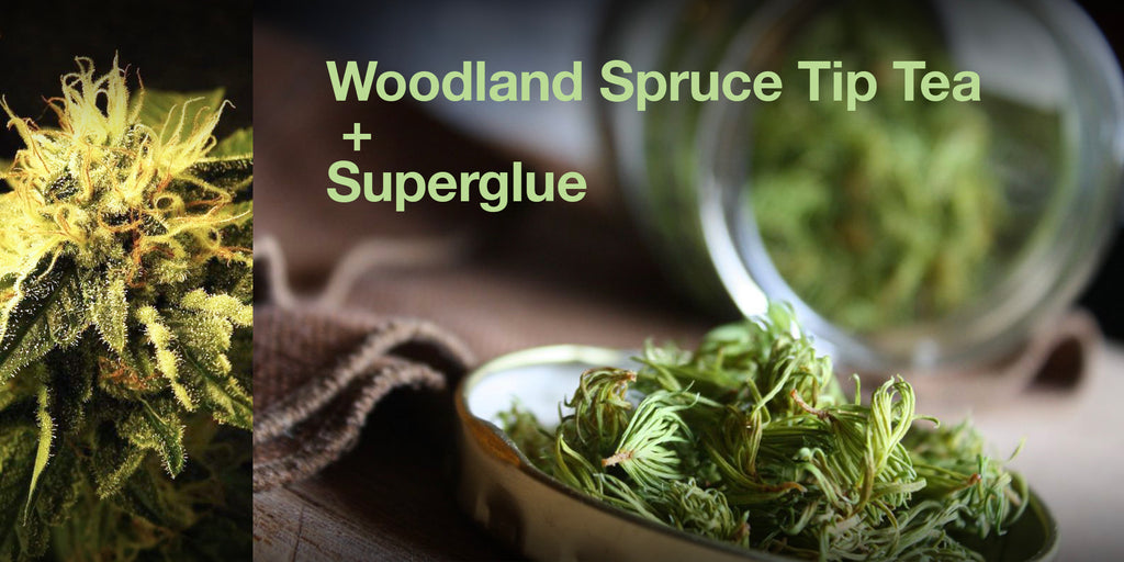 Heads Lifestyle: Spruce Tip Tea