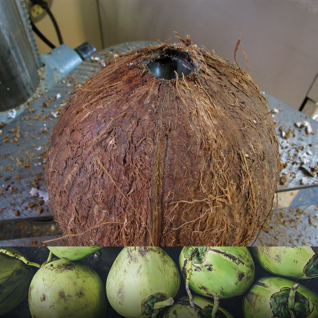 Heads Lifestyle - Ghetto Tech: Coconut Chalice 1