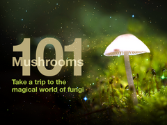 Heads Lifestyle: Mushrooms 101