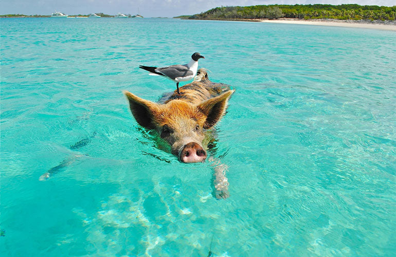 Where Can You Swim With Pigs?