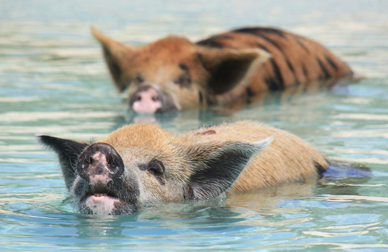 Where Can You Swim With Pigs?