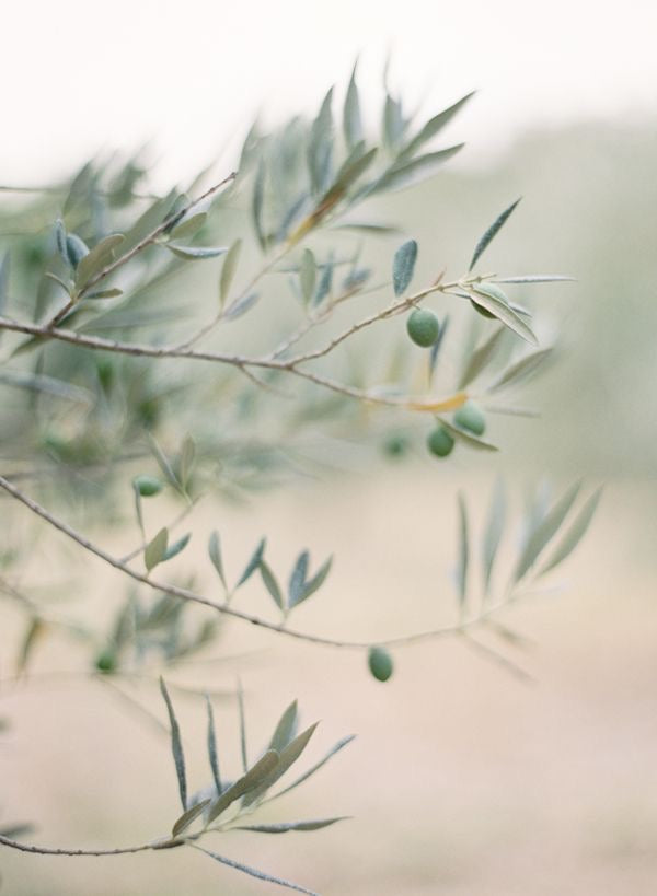 The Olive Branch at Sovereign Farms