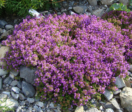 bulk mother of thyme seeds