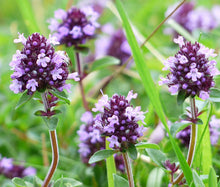 bulk mother of thyme seeds