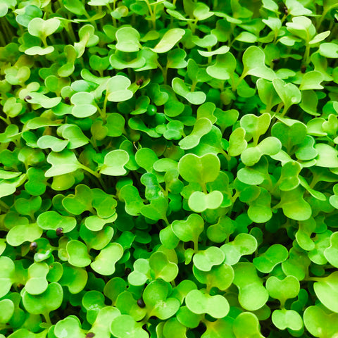 microgreens