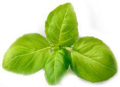 tulsi ocimum