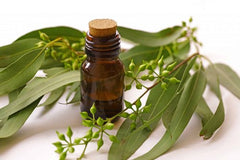 organic eucalyptus oil