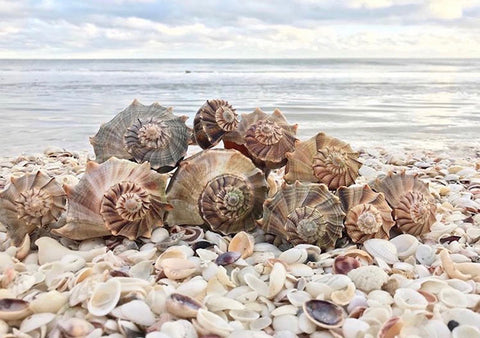 What the Shell? Identifying Seashells – Beachcombing Magazine
