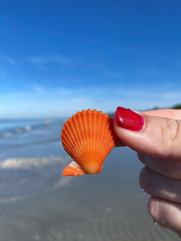 2022 Beachcombing Seashell Photo Contest Winners – Beachcombing