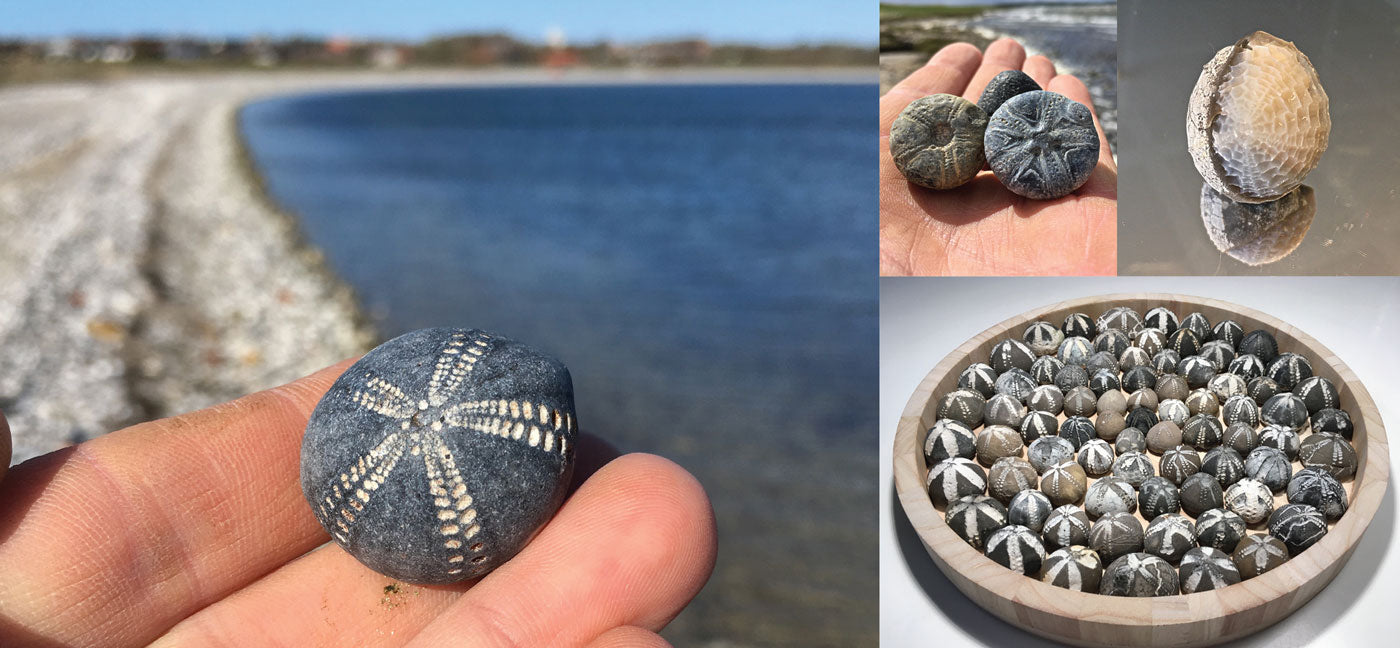 fossilized sea urchins from denmark