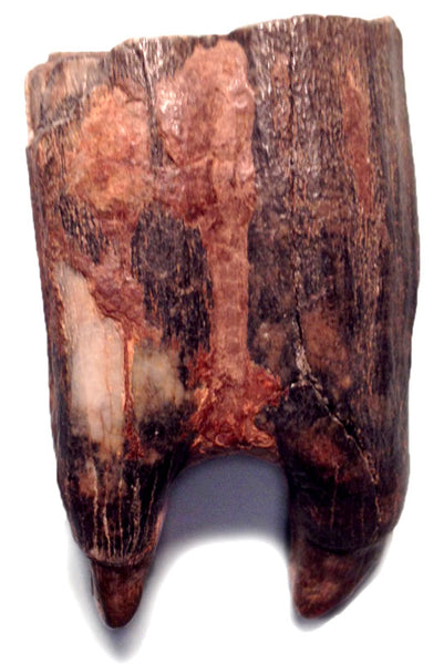 Fossilized bison molar