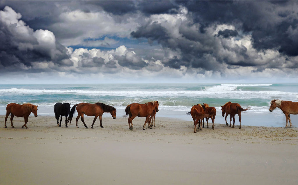 chincoteague assateague horses