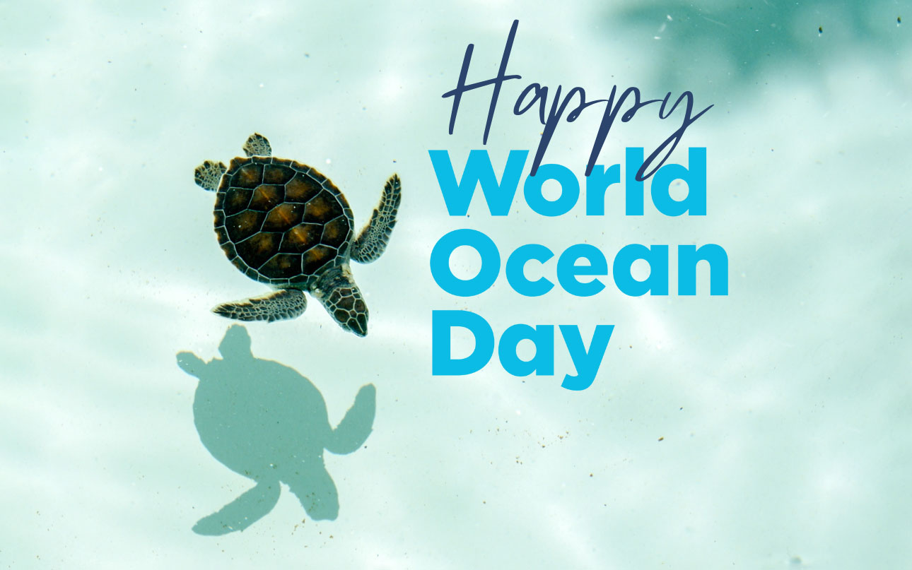 world ocean day sea turtle