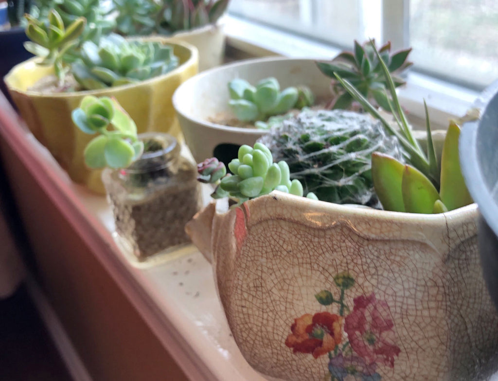 succulent containers