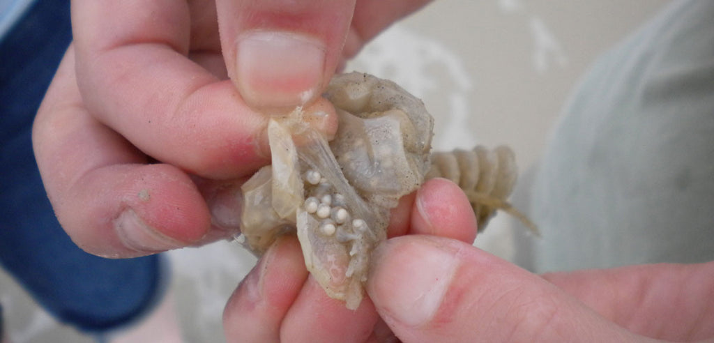 knobbed whelk egg casing with baby shells