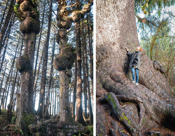 salt spray forest