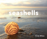 Seashells by Cindy Bilbao