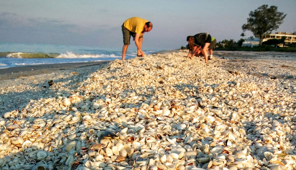 seashell collecting sanibel florida