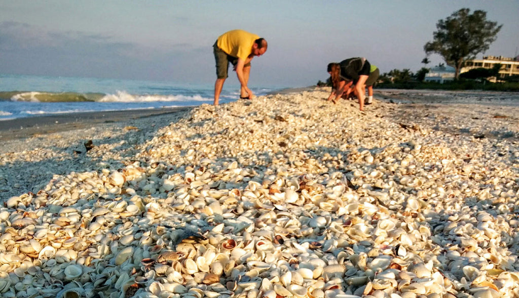 The Story Behind the Seashells By the Seashore