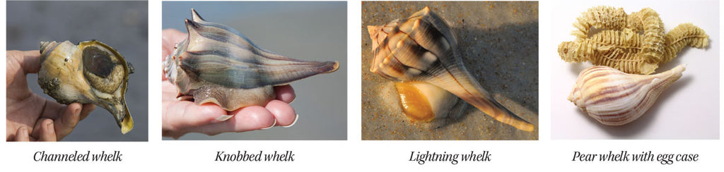 types of living whelks in shells