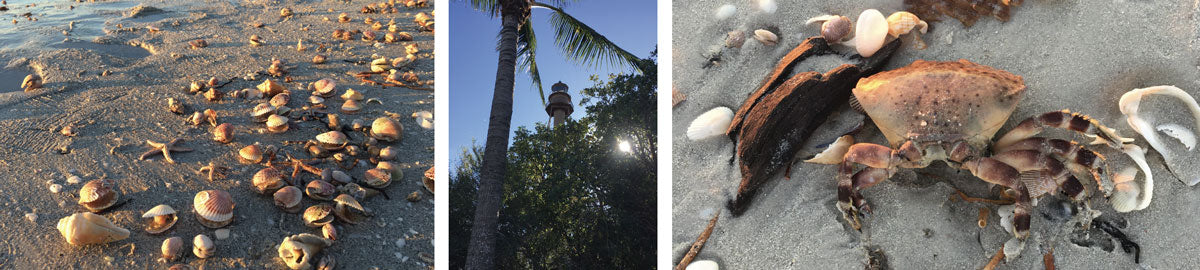 scenes from florida beaches in sanibel