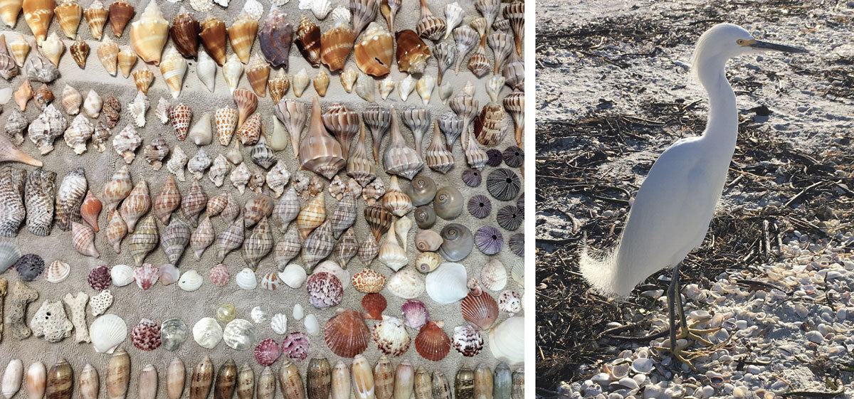 seashell collection and shore bird florida