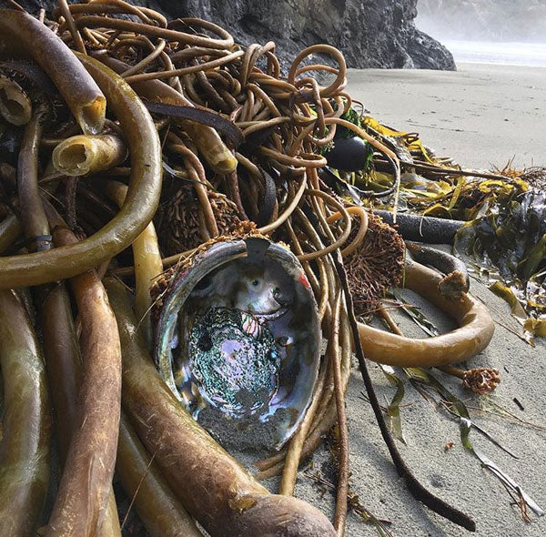 abalone in kelp on mendocino beach by ann jamgochian