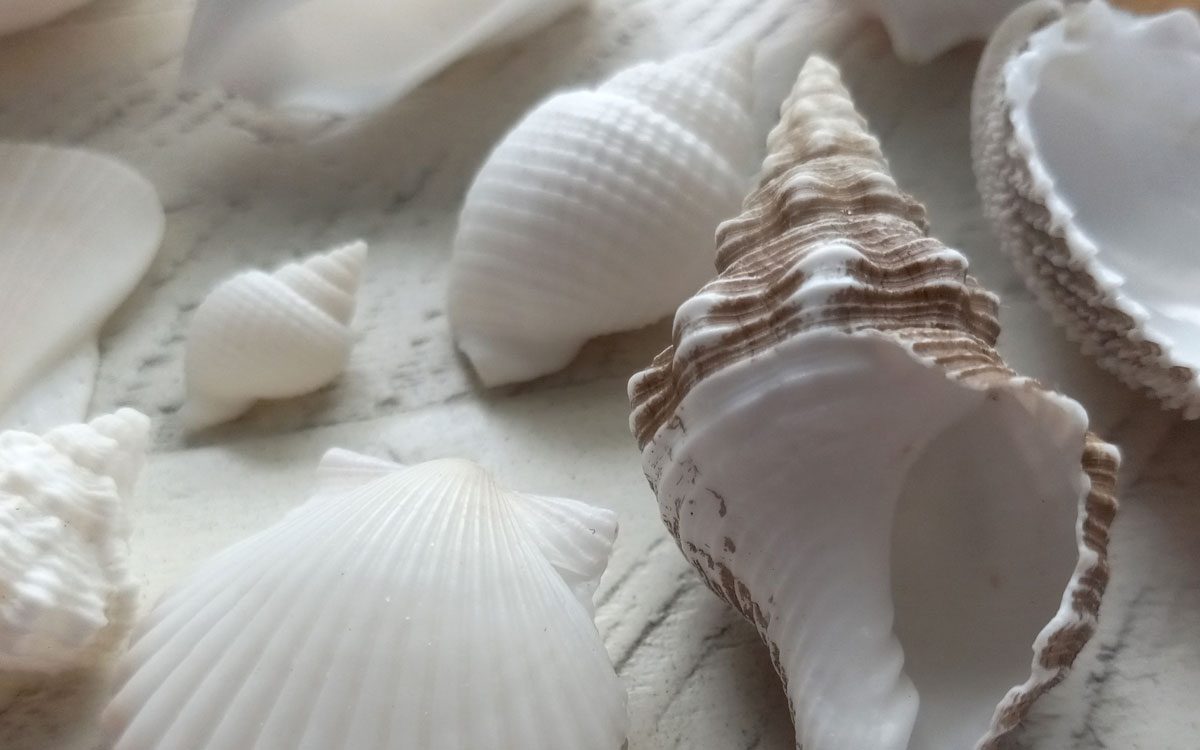 collection of sea shells with albinism