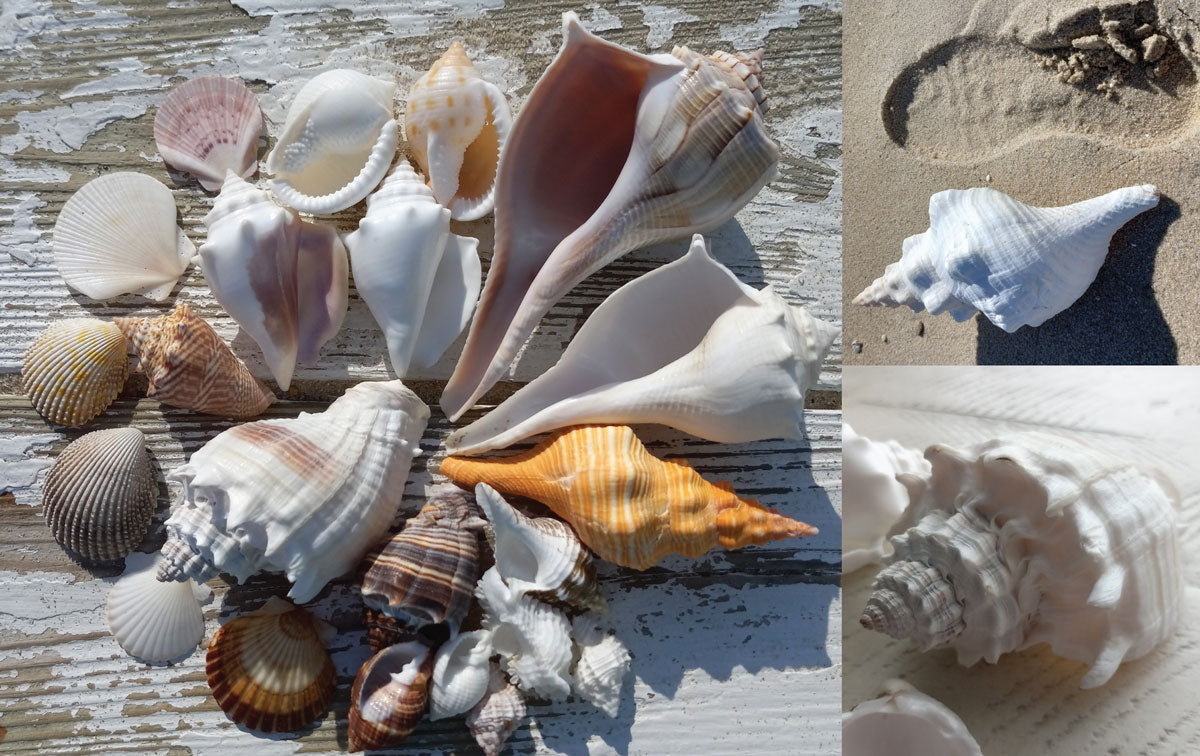 albino seashells next to colorful seashells