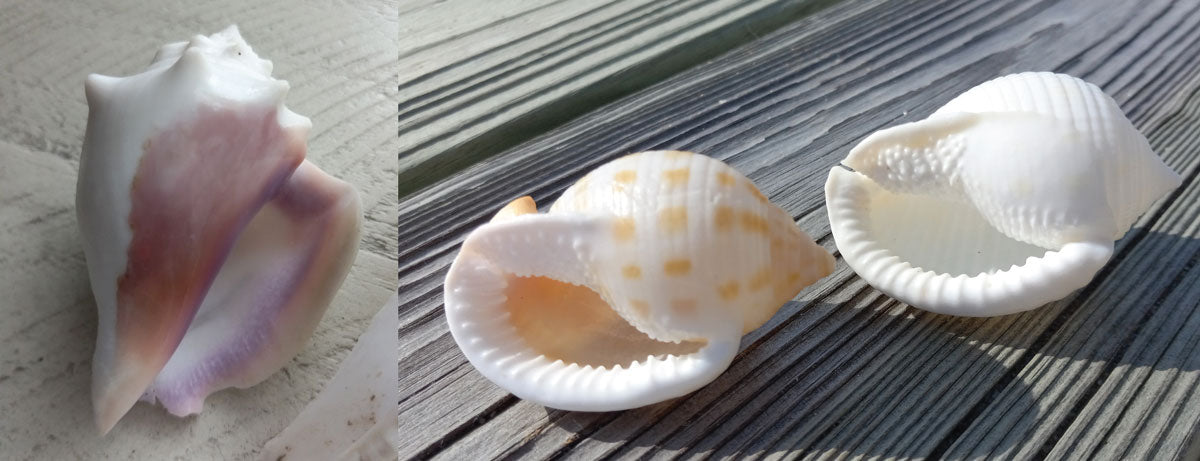 shells with albinism and regular coloring