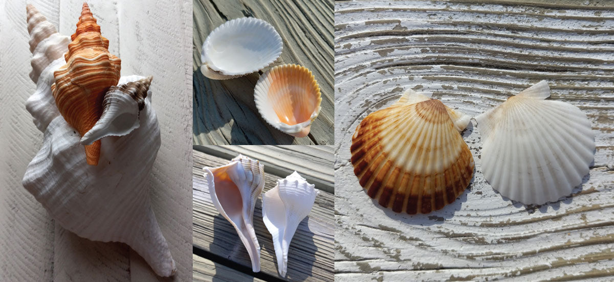 normal and albino seashells