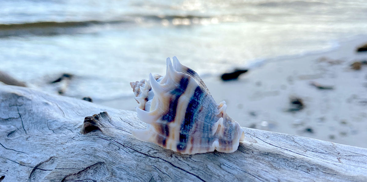 crown conch on driftwood