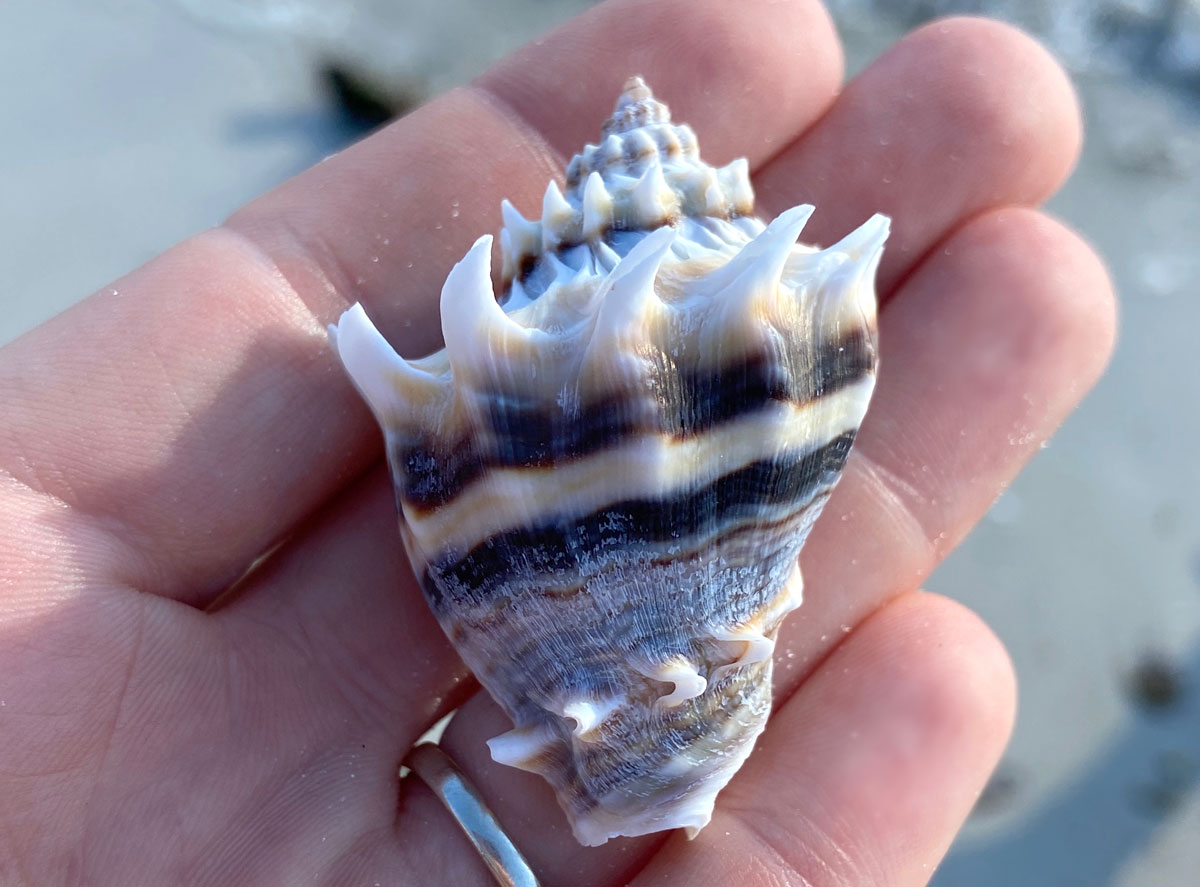 king's crown shell