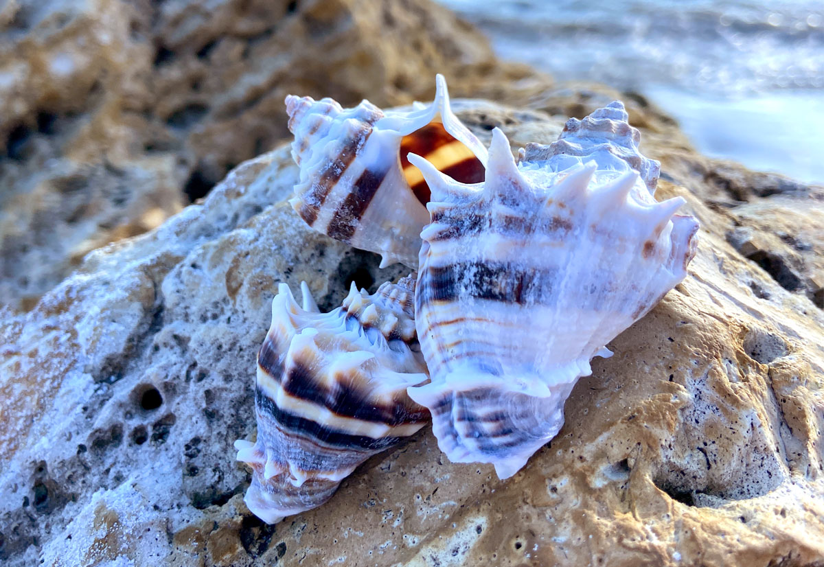 king's crown conch shells florida