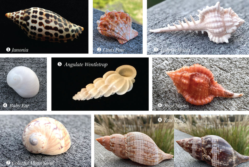 Identifying Florida Seashells – Beachcombing Magazine