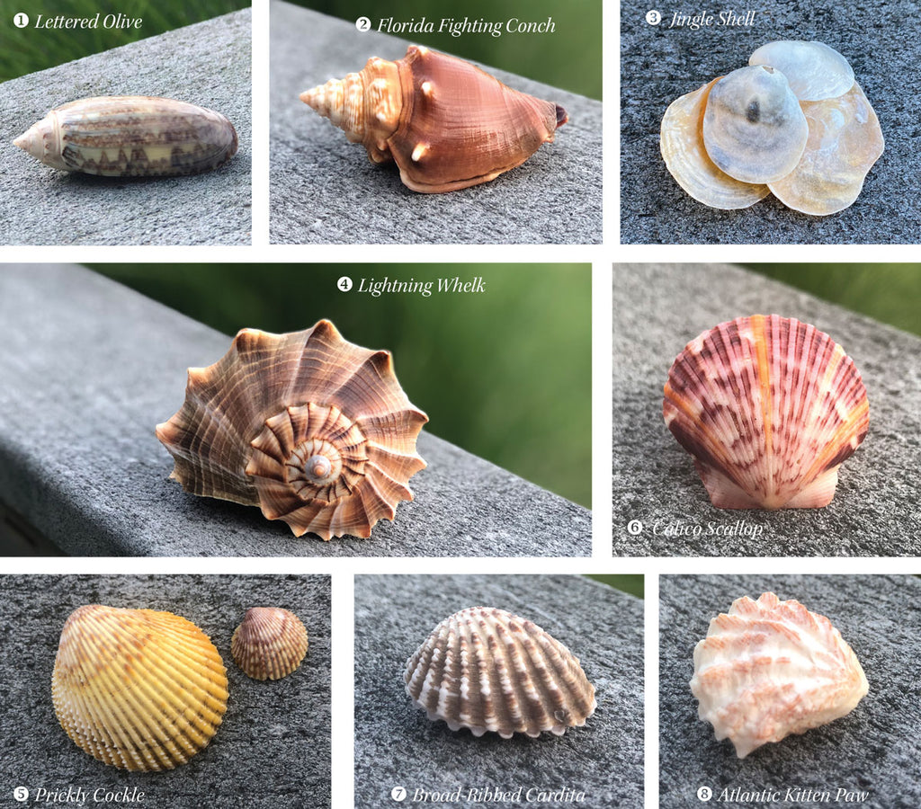 Identifying Florida Seashells – Beachcombing Magazine