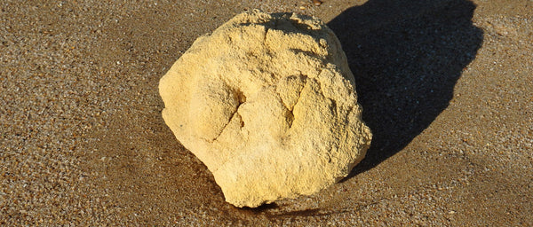 ambergris on the beach