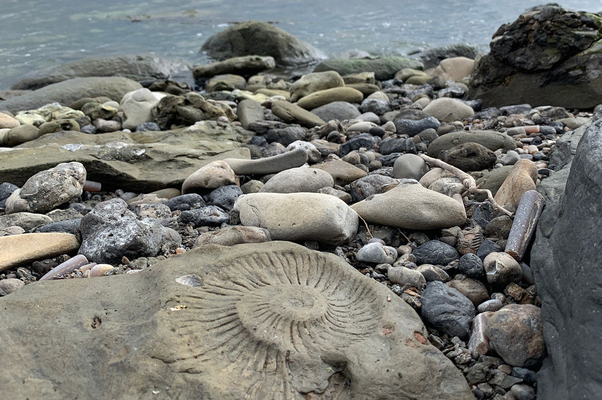 ammonite fossil imprint on the beach