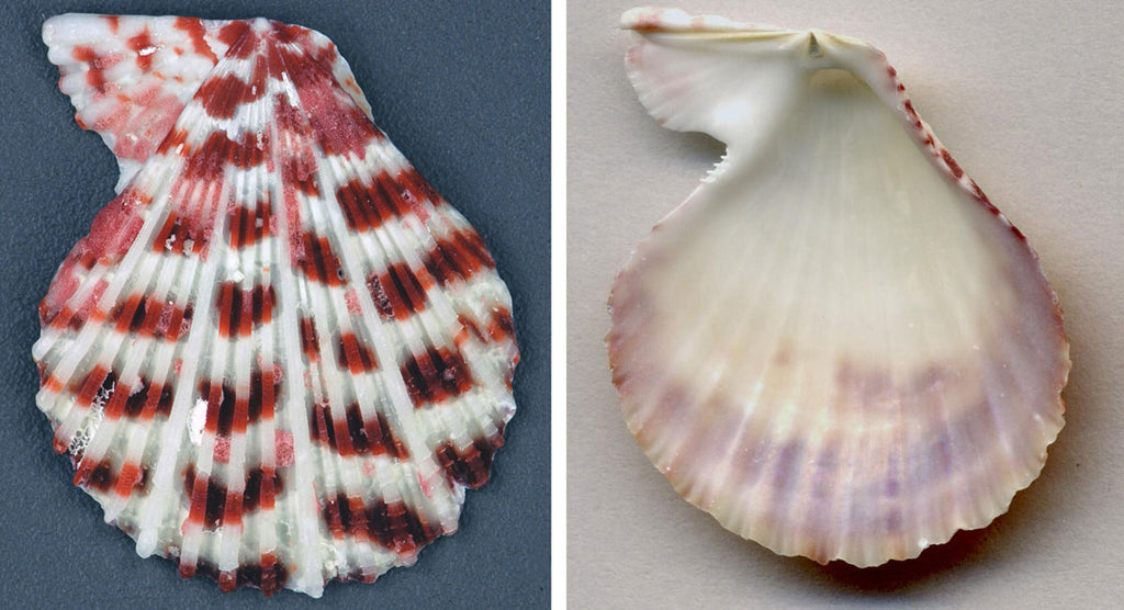 asymmetrical auricles on scallop shells