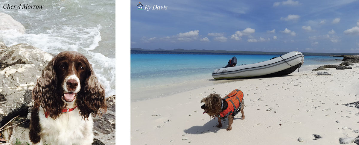 dogs at beachcombing beaches